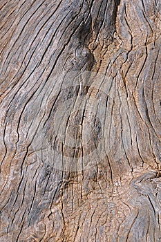 Closeup tree trunk