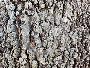 closeup tree trunk bark nature botany study naturist trees educational natural forest background