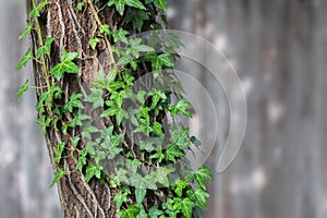 Closeup of a tree trunk covered in ivy vines