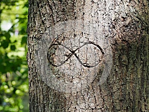 Closeup of a tree trunk with the infinity symbol carved into the bark.