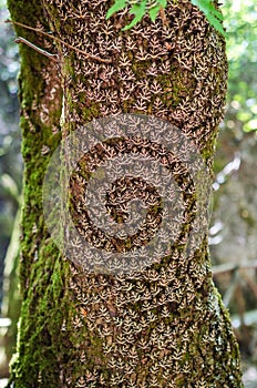 Closeup for tree trunk with Jersey tiger butterflies