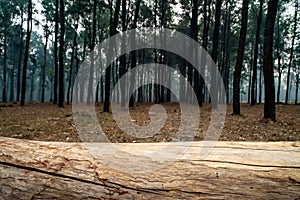 Closeup of tree trunk lying horizontally on the ground in the pine tree forest. 1