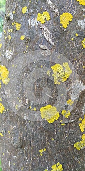 Closeup tree trunk with moss.