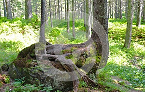 Closeup of tree trunk with roots and bark