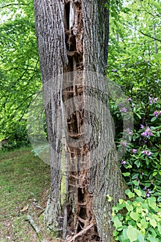 Closeup of an tree trunk, split by lightning