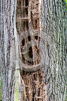 Closeup of an tree trunk, split by lightning