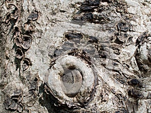 Closeup of a tree trunk with surface gnarl, Tree bark with beautiful pattern, Nature abstract background for your design.