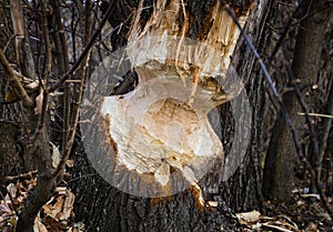 Closeup of tree trunk with teeth marks of beaver animal chewed and spoiled by a European beaver activity for dam construction at