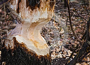 Closeup of tree trunk with teeth marks of beaver animal chewed and spoiled by a European beaver activity for dam construction at