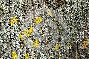 Closeup of a tree trunk texture in a park