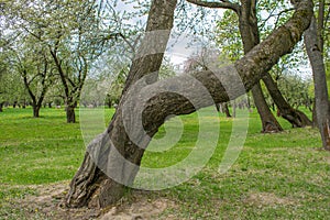 Closeup of a tree trunk texture in a park