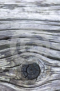 Closeup tree trunk wood surface in the forest with deep cracked bark as natural wooden background as sustainable resource and rene