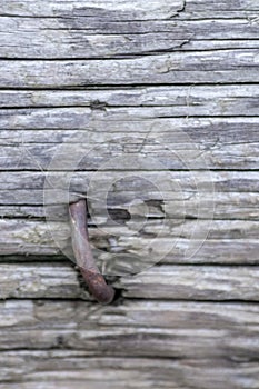 Closeup tree trunk wood surface in the forest with deep cracked bark as natural wooden background as sustainable resource and rene