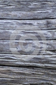 Closeup tree trunk wood surface in the forest with deep cracked bark as natural wooden background as sustainable resource and rene