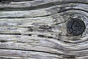 Closeup tree trunk wood surface in the forest with deep cracked bark as natural wooden background as sustainable resource and rene