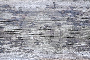 Closeup tree trunk wood surface in the forest with deep cracked bark as natural wooden background as sustainable resource and rene