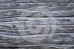 Closeup tree trunk wood surface in the forest with deep cracked bark as natural wooden background as sustainable resource and rene