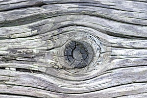 Closeup tree trunk wood surface in the forest with deep cracked bark as natural wooden background as sustainable resource and rene