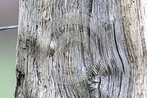Closeup tree trunk wood surface in the forest with deep cracked bark as natural wooden background as sustainable resource and rene