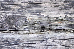 Closeup tree trunk wood surface in the forest with deep cracked bark as natural wooden background as sustainable resource and rene