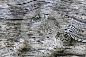 Closeup tree trunk wood surface in the forest with deep cracked bark as natural wooden background as sustainable resource and rene