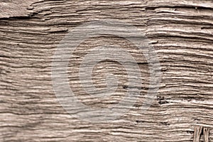 Closeup tree trunk wood surface in the forest with deep cracked bark as natural wooden background as sustainable resource and rene