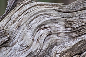 Closeup tree trunk wood surface in the forest with deep cracked bark as natural wooden background as sustainable resource and rene