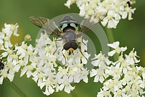 Closeup on the Triangular Lucent swafly, Didea alneti on a white Heracleum sphondylium flower