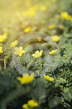 Closeup of Tribulus terrestris Bindii, Puncture, Caltrops, Devil yellow flowers on blurry green background