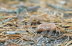 Tricholoma apium growing in dry coniferous environment. photo