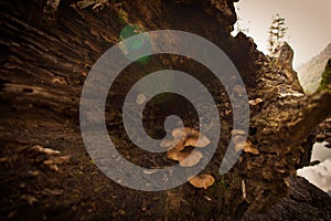 Closeup of Tricholoma equestres on a tree bark under the sunlight with a blurry background photo