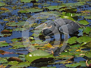 Tricolored heron, Egretta tricolor, closeup.