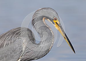 Closeup of a Tricolored Heron - St. Petersburg, Florida