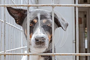 A closeup of a tricolored shelter dog looking through the fence