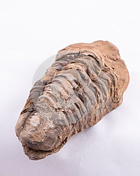 CloseUp of Trilobite arthropod fossil mineralised organism