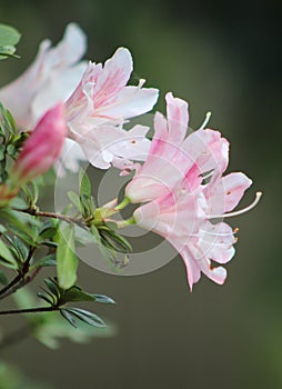 Closeup of  trio of white and pink flowers in side view