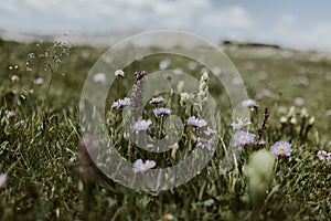 Closeup of Tripolium flowers in a green meadow.