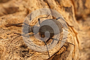 Closeup on a troglodyte Mediterranean brown darkling beetle, Leptoderis solieri