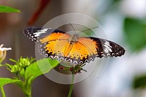 Closeup on tropical butterlfy