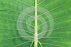 Closeup of Tropical Green Leaf of Elephant Ear Plant as Natural Pattern Background