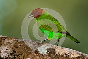 Closeup of a tropical green and red bird hunting for bugs on a log