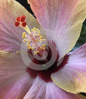 Closeup of a tropical Hibiscus flower