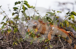 Closeup of tropical iguana in Florida