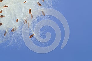 Closeup of Tropical Milkweed plant seeds dispersing photo