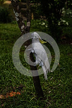 Closeup of a tropical parrot perched on a green branch of a tree