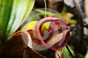 Closeup of tropical pitcher plant