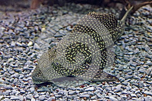 Closeup of a tropical redtail catfish, swimming in an aquarium.