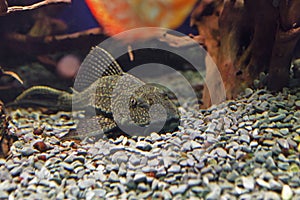 Closeup of a tropical redtail catfish, swimming in an aquarium.