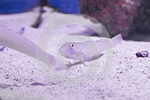 Closeup of a tropical redtail catfish, swimming in an aquarium.