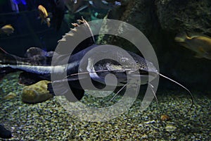 Closeup of a tropical redtail catfish photo